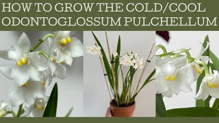 How to grow Odontoglossum pulchellum a coldcool growing beauty with fabulous flowers amp fragrance [upl. by Alyar]