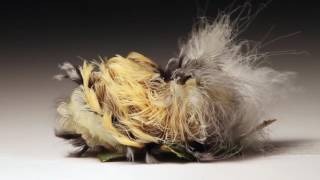 Blackwaved Flannel Sheds its Skin and Fluffs Hair at The Caterpillar Lab [upl. by Sachsse]