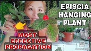 Episcia Hanging PlantMost Effective PropagationGee Channel [upl. by Eisak]