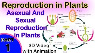 Asexual And Sexual Reproduction in Plants  Reproduction in Plants  12th CBSE Biology [upl. by Ahsinot]