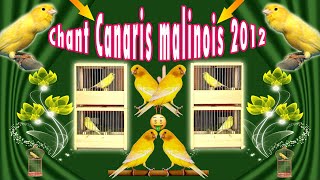 chant canari malinois 006 M522 2012 [upl. by Jonathon357]