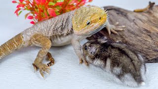 My Bearded Dragon amp Hamster Eating Worm Live Feeding [upl. by Hobard]