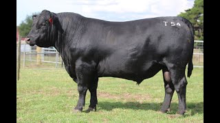 Lot 16 VHW22T54 Weeran Angus Autumn Bull Sale 2024 [upl. by Dilan]