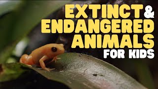 Extinct and Endangered Animals for Kids  What we can do to protect endangered species [upl. by Guthrey]