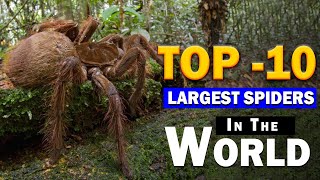 THE BIGGEST SPIDERS In The World [upl. by Sura]