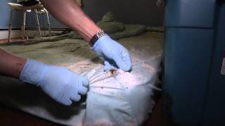 Heavy Bed Bug Infestation in a Singlefamily Home [upl. by Olpe]