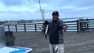 Sardine fishing at Oceanside Pier 4172024 [upl. by Namolos]