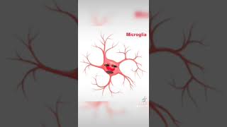 Astrocitos y microglia [upl. by Nemrak]