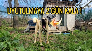 UYUTULMAK İÇİN BARINAĞA ALINAN KÖPEĞİ SAHİPLENDİM BUGÜN EN MUTLU GÜNÜ [upl. by Engenia]