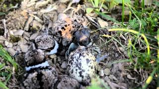 Killdeer birds hatching [upl. by Padriac251]