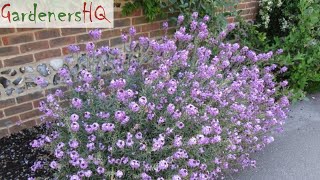 Erysimum Wallflower Growing Guide by Gardeners HQ [upl. by Ardnaik]