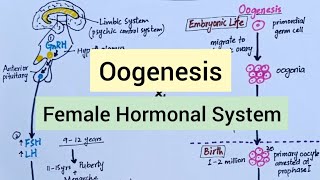 Physiology Before Pregnancy  Female Hormones [upl. by Hsima]