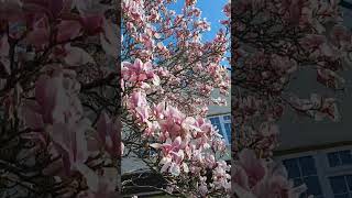 Magnolia tree in blossom UK [upl. by Hedwig]