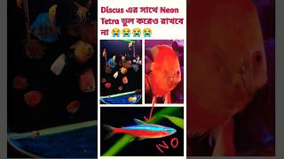 Discus এর সাথে Neon Tetra ভুল করেও রাখবে নাshorts shortramsiyaram [upl. by Enilraep]