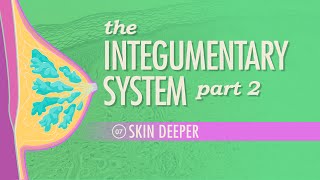 The Integumentary System Part 2  Skin Deeper Crash Course Anatomy amp Physiology 7 [upl. by Yahs]