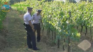 Brunello di Montalcino contraffatto sequestrati nel senese 165mila litri di DOCG falso [upl. by Regor198]