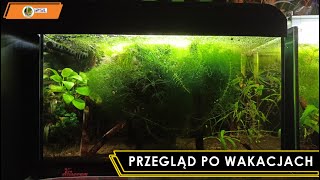 Akwarium 25L  Przegląd po Wakacjach [upl. by Kraus]