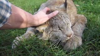 Max Canada Lynx  Im a Big Baby 2 [upl. by Eppesuig]