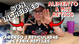 MIS PITONES RETICULADAS DE F3NIX REPTILES  ALIMENTANDO  TERRARIO TEMPORAL [upl. by Anyar45]