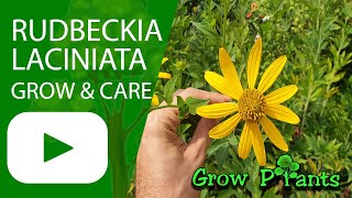 Rudbeckia laciniata  grow amp care Cutleaf coneflower [upl. by Seaman]