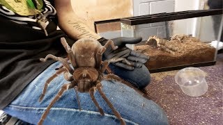 DANGER HANDLING THE LARGEST SPIDER IN THE WORLD  BRIAN BARCZYK [upl. by Juster]