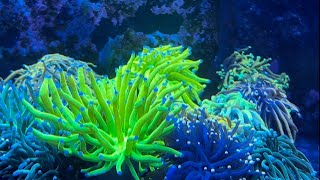 Picking up Frags at Seaworthy Aquatics [upl. by Silra]