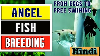 quotHow to Breed Angelfishquot Successfully  From eggs to free swimming stage [upl. by Gnagflow]