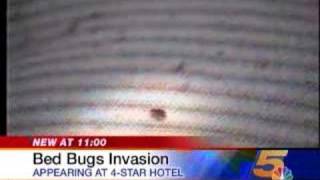 Bed Bugs in FourStar Hotel [upl. by Nyrhtak]