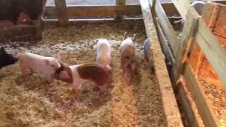 Excellent All Natural Farrowing Set Up [upl. by Lettig]