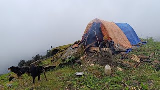 Organic Himalayan Sheep Shepherd Life  Nepal  Real Relaxing Himalayan Shepherd Life with Natural [upl. by Kreager525]