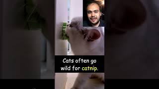 Catnip Nedir [upl. by Eileme]