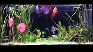 How to Set Up a Discus Aquarium Filtration Water Chemistry and More [upl. by Ruphina]