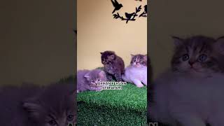 Persian cats for sale newsong song music cat persiankittensforsale catbreeds catlover [upl. by Norred168]