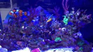 Fluval Evo Sea 135 SPS Peninsula [upl. by Alrick]