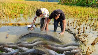 New hand fishing video big cat fish amazing fish [upl. by Anyel914]