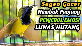 SUARA BURUNG SOGON GACOR NEMBAK PANJANG  TROTOL JANTAN CEPAT NGALAS FULL ISIAN GACOR DURASI [upl. by Asilam191]