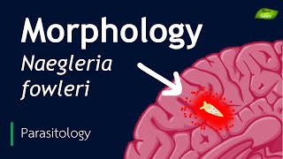 Naegleria fowleri  Morphological features  Parasitology  Basic Science Series [upl. by Anirhtak]