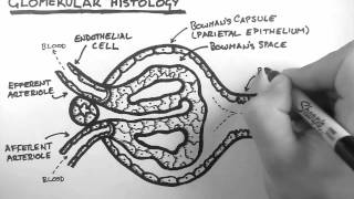 Renal Anatomy 3  Glomerular Histology [upl. by Aciria257]