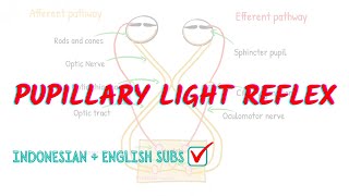 Pupillary light reflex pathway explained  Neuroaholics [upl. by Peednama600]