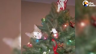 Cats Knocking Over Christmas Trees [upl. by Carney]