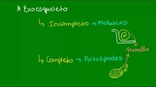 Sistemas esqueléticos  Zoologia  Biologia [upl. by Alveta]