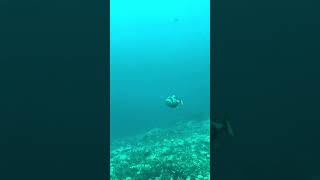 Diver Attacked by Aggressive Triggerfish in Bali [upl. by Aihsenet]