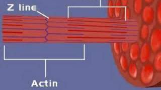 Muscular System Sliding Filament Theory 1 [upl. by Ailero356]