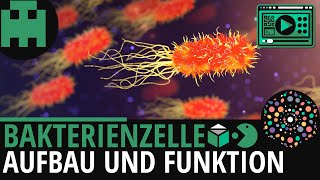 Bakterienzelle Aufbau │Biologie Lernvideo Learning Level Up [upl. by Yurt998]