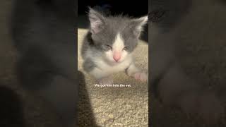 Worlds Wobbliest Foster Kitten Wins Over Pittie Sibling  The Dodo [upl. by Gannon]