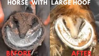 Shire Horse  Hoof Trimming Satisfying Compilation [upl. by Saimon]