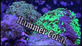 Hammer Coral Care Guide [upl. by Vaientina]