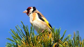 European Goldfinch singing in my Garden  Stieglitze singen [upl. by Holmann]