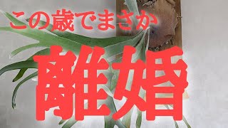 この歳で離婚？突然旦那が離婚したいと 言ってきました。 okfuji 可愛い花 [upl. by Zebulen]