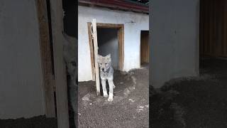 BÖRÜ BÜYÜYOR czechoslovakianwolfdog wolfdog [upl. by Sabino]